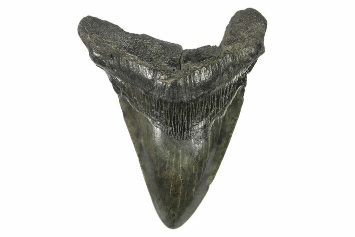 Bargain, Fossil Megalodon Tooth - South Carolina #168877